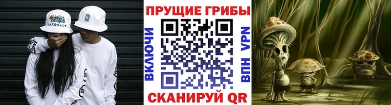 купить наркотик  Щигры  Галлюциногенные грибы Psilocybine cubensis 